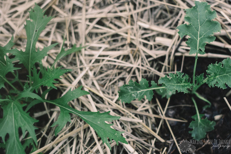 MSOT-IMG_0909-e-w920