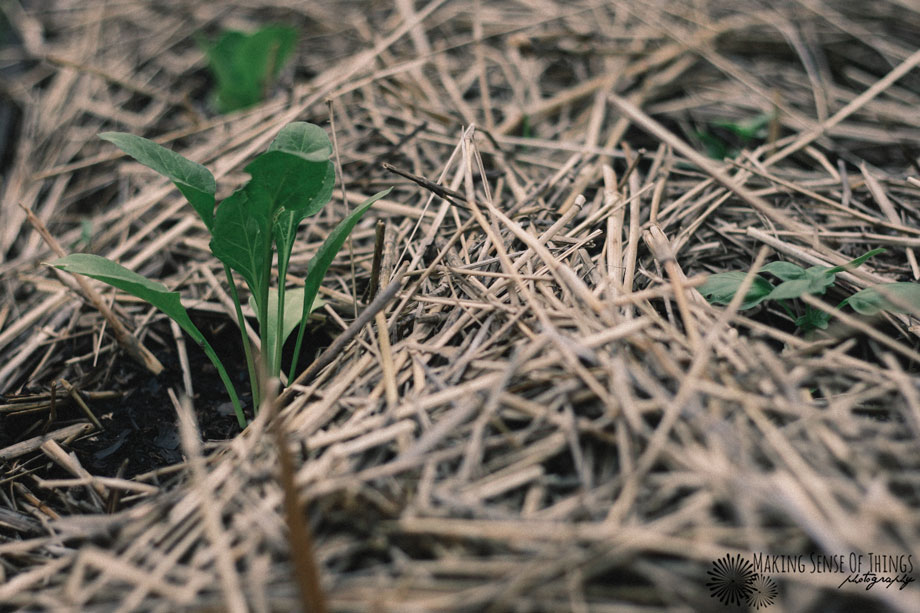 MSOT-IMG_0910-e-w920